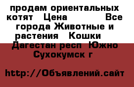 продам ориентальных котят › Цена ­ 5 000 - Все города Животные и растения » Кошки   . Дагестан респ.,Южно-Сухокумск г.